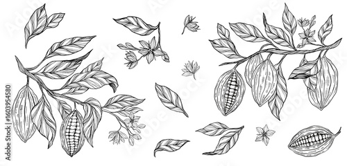 Cocoa plant set, clipart, collection of coca plant illustrations, herbs, botanical line illustration set, plant branch, leaves, flowers. Floral design for chocolate, cacao, healthy food, sweet, tasty