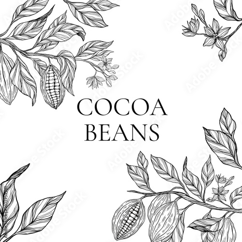 Cocoa plant set, clipart, collection of coca plant illustrations, herbs, botanical banner copy space, plant branch, leaves, flowers. Floral design for chocolate, cacao, healthy food, sweet, tasty