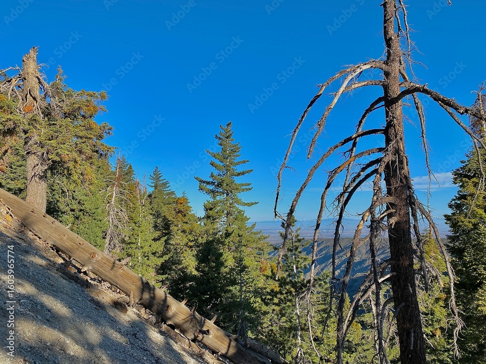 Fototapeta premium Nature and trees landscape