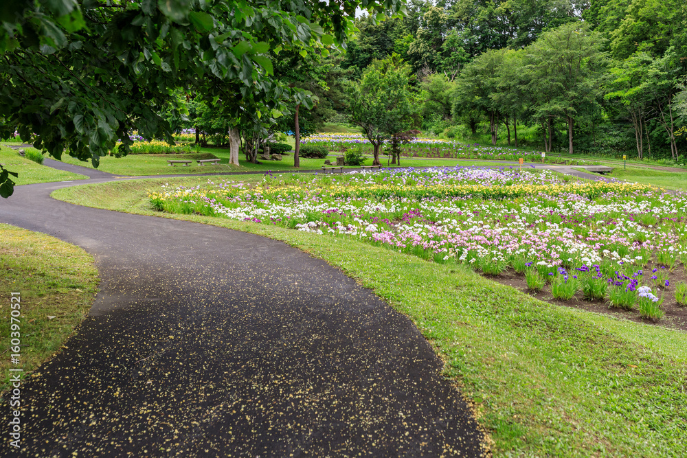 Obraz premium 北海道岩見沢市、ハナショウブが咲き誇るあやめ公園【7月】