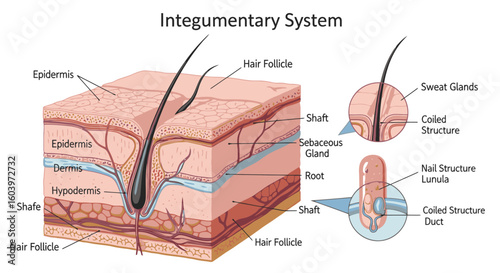 Discover skin anatomy with detailed integumentary system layers and hair follicle structure