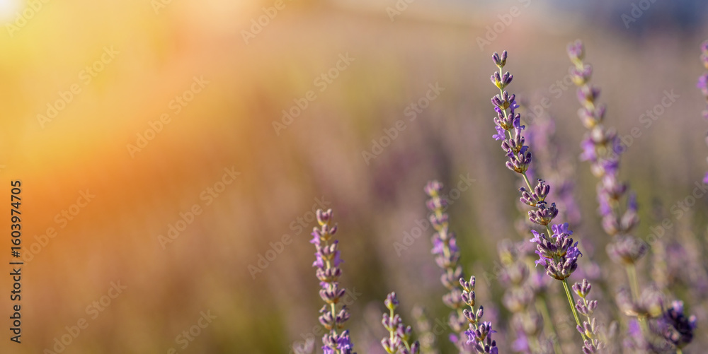 Obraz premium Lavender Blossoms Sway Gently in the Golden Light of Evening on a Warm Summer Day in a Peaceful Field