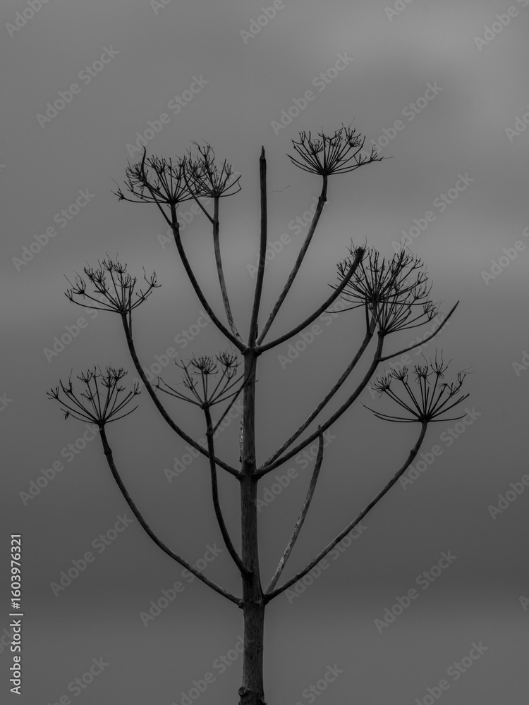 Fototapeta premium Lovely plants growing in the forest