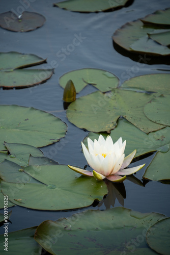 Serene White Lotus Flower Floating on a Calm Pond