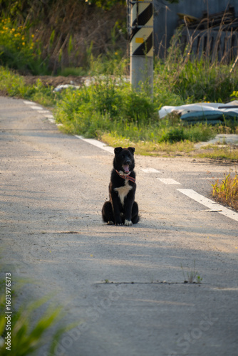 A Black Dog Sitting in the Middle of a Quiet Country Road