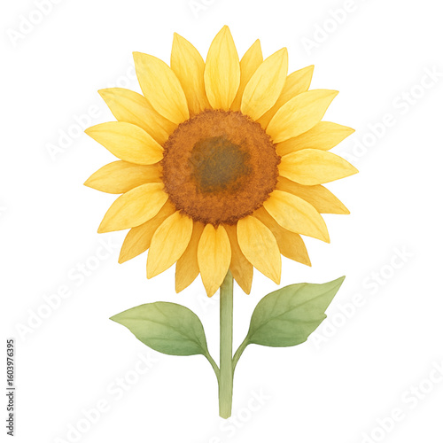 sunflower isolated on white