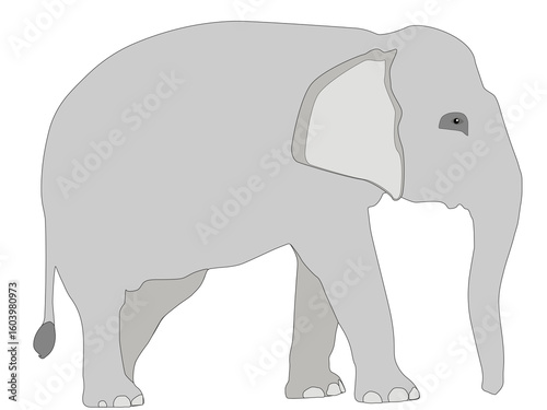 Elephant isolated on white background, profile view. Large African safari gray mammal standing cut out, side view. Big heavy grey pachyderm Asian elephant walking, vector flat design eps 10
