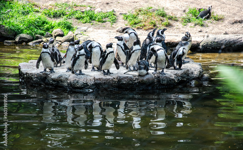 Colony of penguins on the background of rocks	