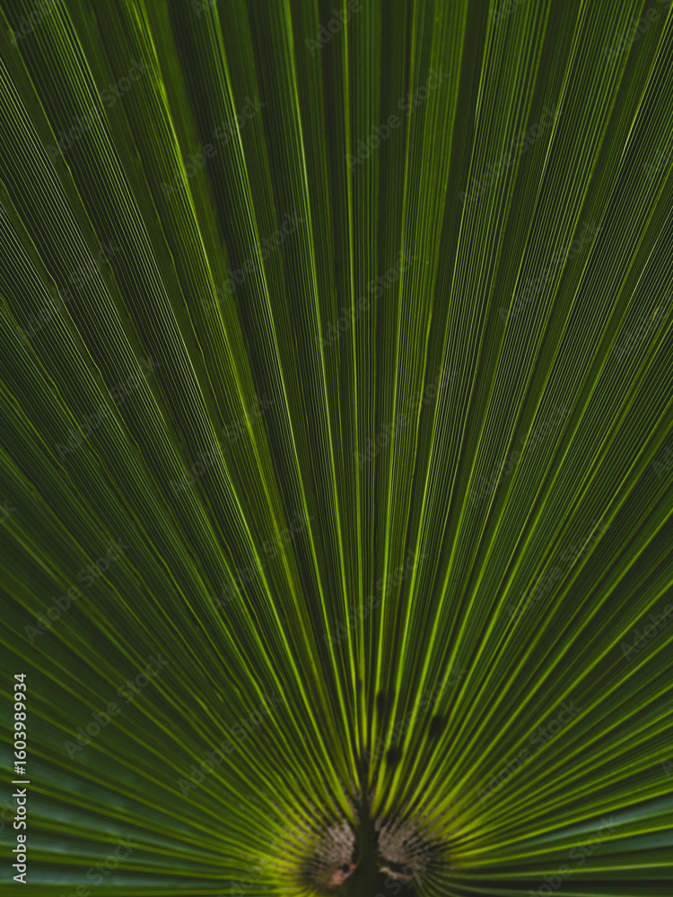Fototapeta premium The leaves of the palm tree