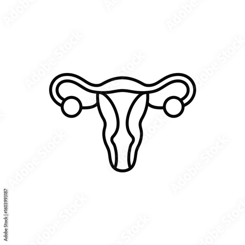 Schematic Illustration of Female Reproductive System Anatomy Depicting Uterus Ovaries and Fallopian Tubes