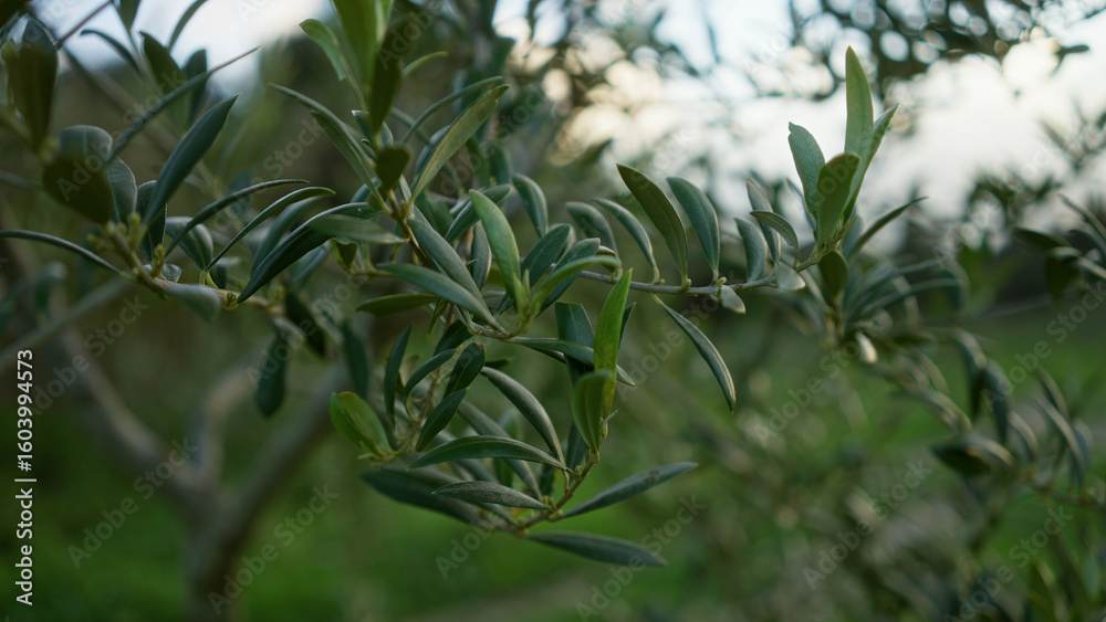 Obraz premium Olive branches with green leaves in outdoor setting of mallorca, spain, capturing the vibrant mediterranean landscape and nature.