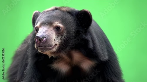 Malayan Sun Bear Portrait Against Vibrant Green Background, Isolated Wildlife Study