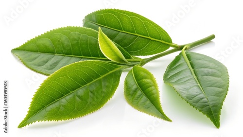 Fresh Tea Leaves: A close-up, photorealistic study of vibrant green tea leaves, showcasing intricate details, and natural textures.