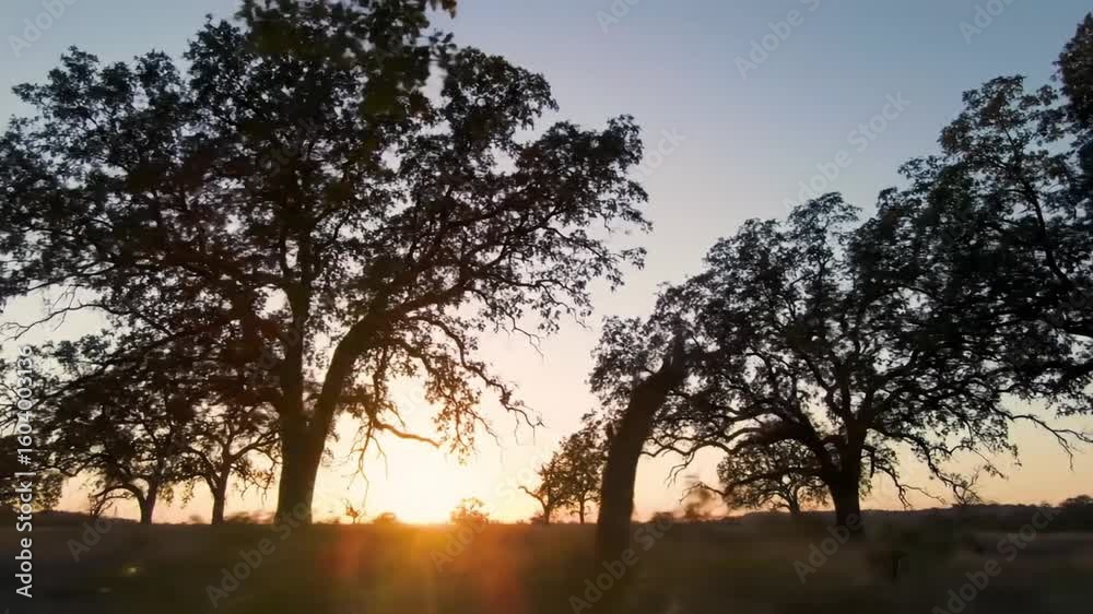 Silhouettes of trees at sunset Silhouettes of trees at sunset