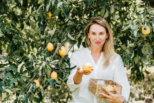 Portrait of cheerful woman picking ripe yellow lemons from tree while holding basket filled with citrus fruit. organic farming, healthy lifestyle, local produce, and sustainable agriculture.