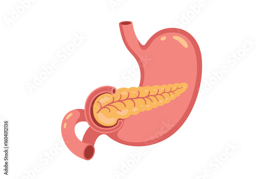 A diagram displays the stomach and pancreas sidebyside