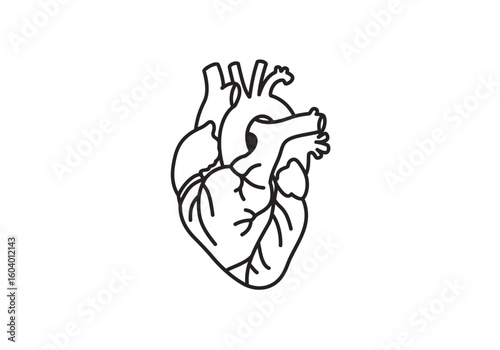 A detailed line drawing of a human heart featuring its intricate vessels and chambers