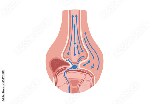 A diagram of a breast showing the movement of lymphatic fluids indicated by blue arrows