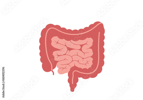 A simplified redtoned illustration of the human colon and small intestine set against a white background