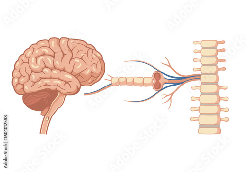 An anatomical illustration of a brain spinal cord and nerves