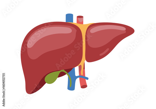 Anatomical cartoon of a liver showing lobes vessels bile duct in a simplified style