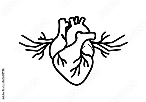 Anatomical heart illustration with branched vessels black and white