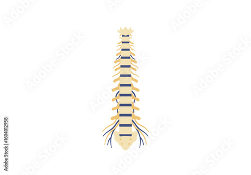 Anatomical illustration of a spine with vertebrae nerves and spinal cord