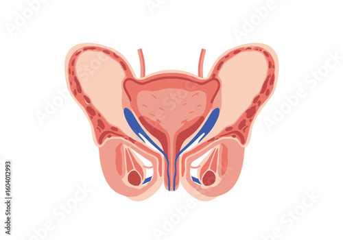 Anatomical illustration of the female pelvis uterus ovaries fallopian tubes and bladder in a simplified diagrammatic style