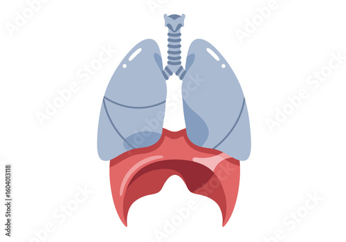 Anatomical illustration showing lungs trachea and diaphragm