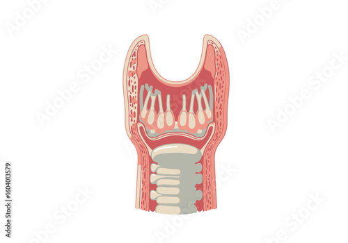 Cutaway diagram of larynx and upper trachea with folds and cartilage visible