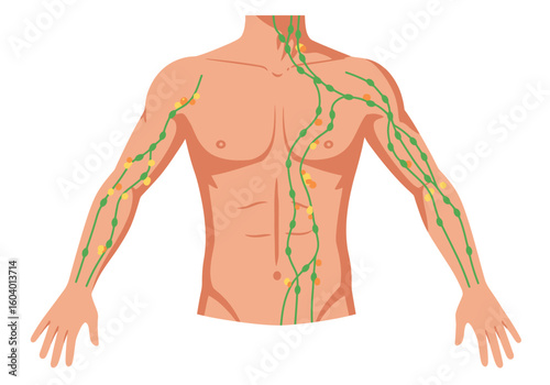 Diagram of a human torso showing lymphatic system nodes and vessels in the neck arm and abdomen