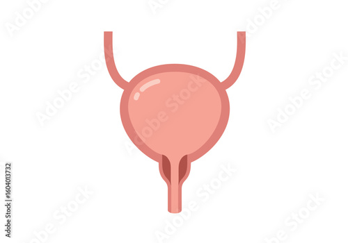 Diagram of human bladder with two connected tubes light red color on a white background