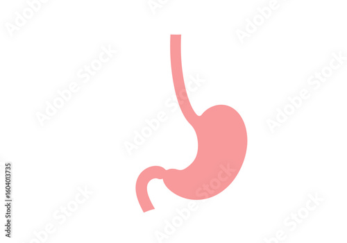 Diagram of a stomach showing its pink colored structure