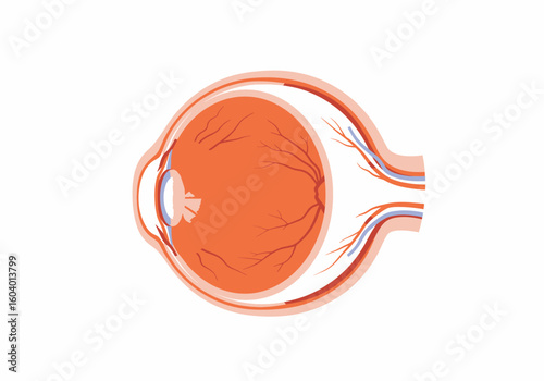 Eye anatomy illustration showcasing its structure with veins cornea and other components