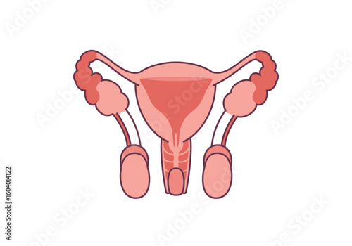 Illustration of a female reproductive system in pink hues with distinctive anatomical features