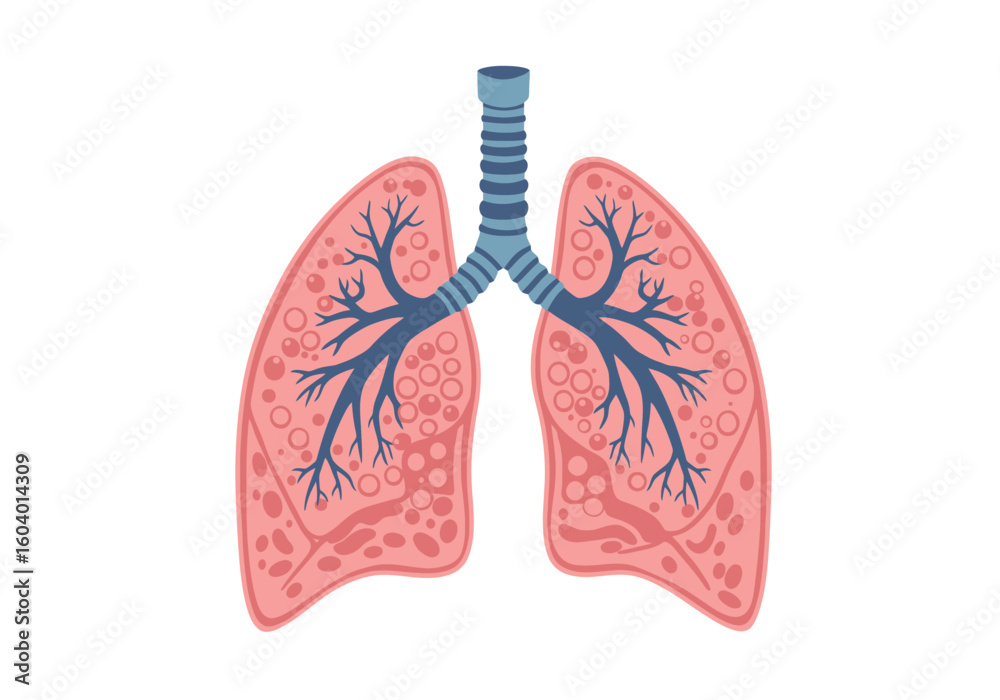 Illustration of pink lungs with a blue trachea and branching bronchioles on a white background Illustration of pink lungs with a blue trachea and branching bronchioles on a white background