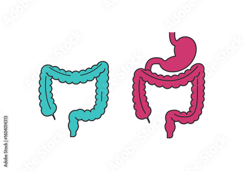 Illustration of two digestive systems one turquoise and one pink including stomach and intestines