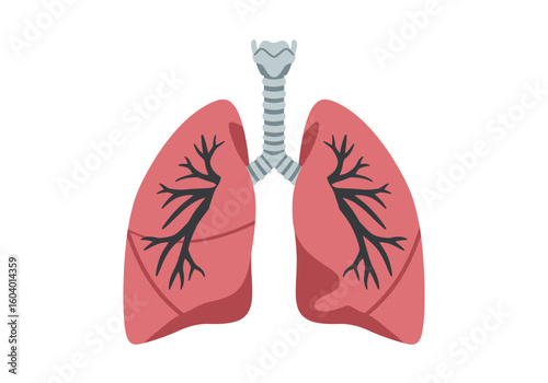 Illustration shows two lungs with treelike structures  a windpipe extending upwards
