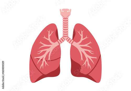 Lungs with trachea and bronchi in pink hues centered on a white background