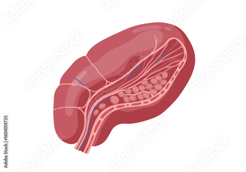 Red kidney structure showing capsule cortex medulla renal pelvis  a blue blood vessel scientific illustration