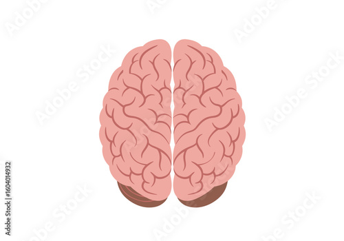 Topdown view of a simplified cartoonstyle human brain