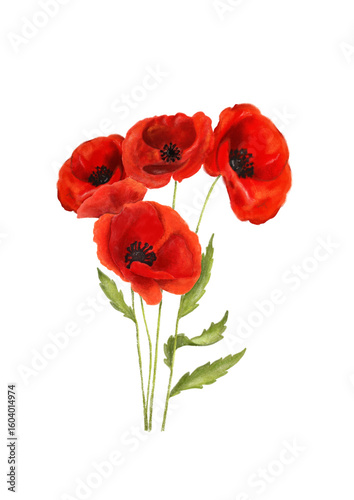 red poppies isolated on white