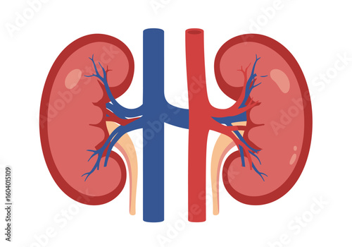 Vector illustration of two kidneys with arteries veins and ureters on a white background