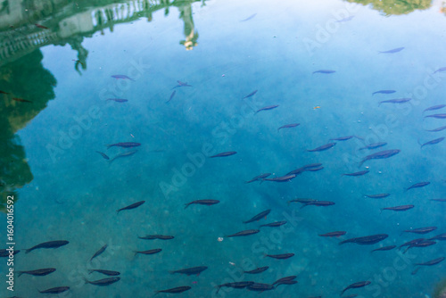 Fototapeta Naklejka Na Ścianę i Meble -  fish in the water