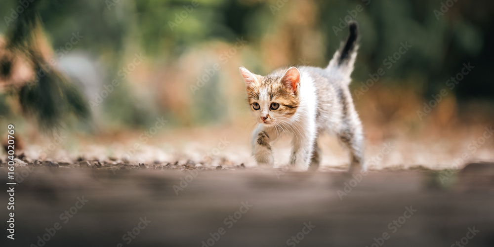 Fototapeta premium Kitten walking 