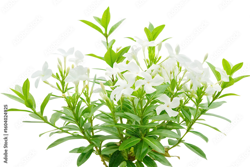 Fototapeta premium White flowers green leaves bush isolated on a transparent background plant floral