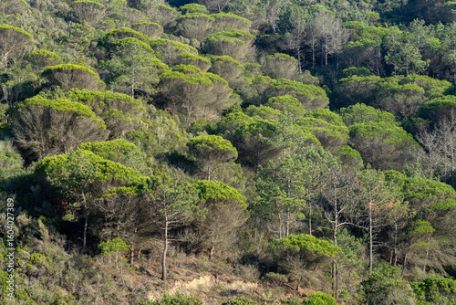 Penha Furada beach and cliffs in Vila do Bispo, Portugal, at sunset.