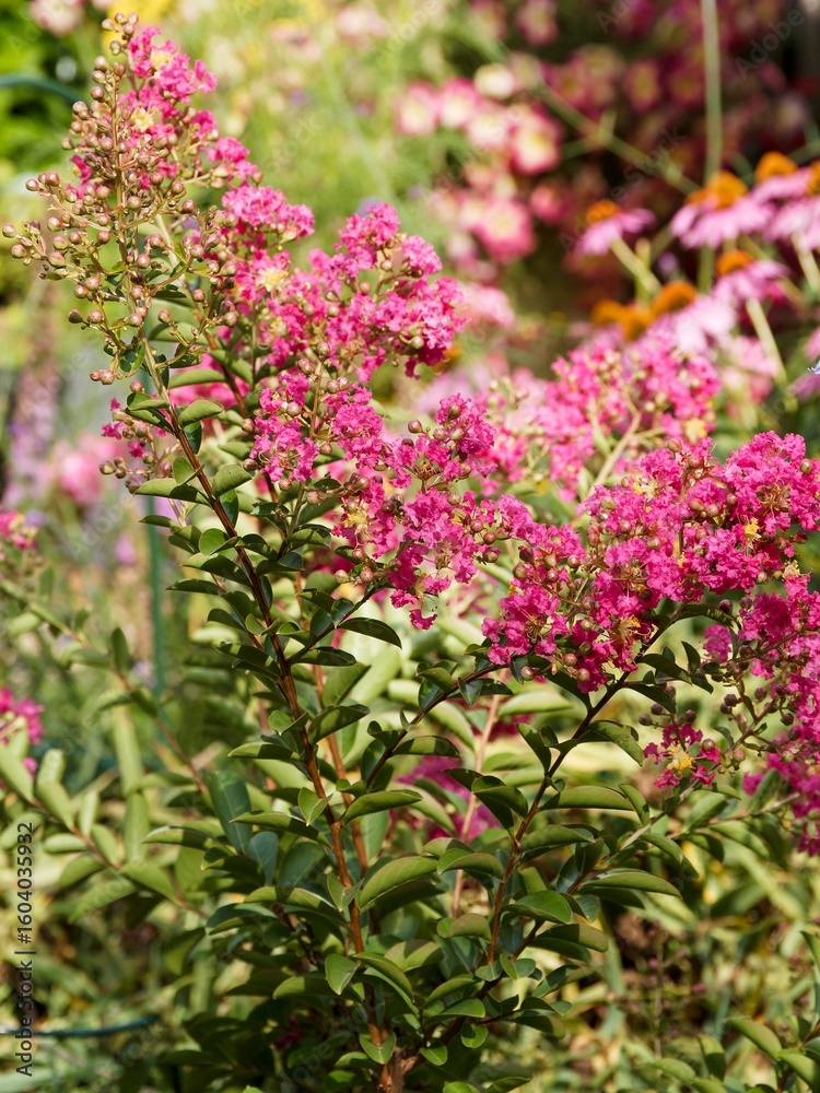 Obraz premium Crepe myrle or crape mytle (Lagerstroemia indica) Ornamental shrub with upright smooth stems bearing spectacular clusters in panicles of pink flowers adorned with yellow stamens and dark green leaves 