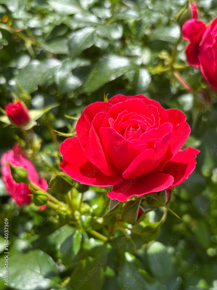 A vibrant red rose in full bloom stands out against a lush green background in a sunlit garden. A vibrant red rose in full bloom stands out against a lush green background in a sunlit garden.
