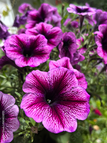 A cluster of vibrant purple petunias in full bloom stands out against a soft, natural garden background, capturing the beauty of summer flowers.